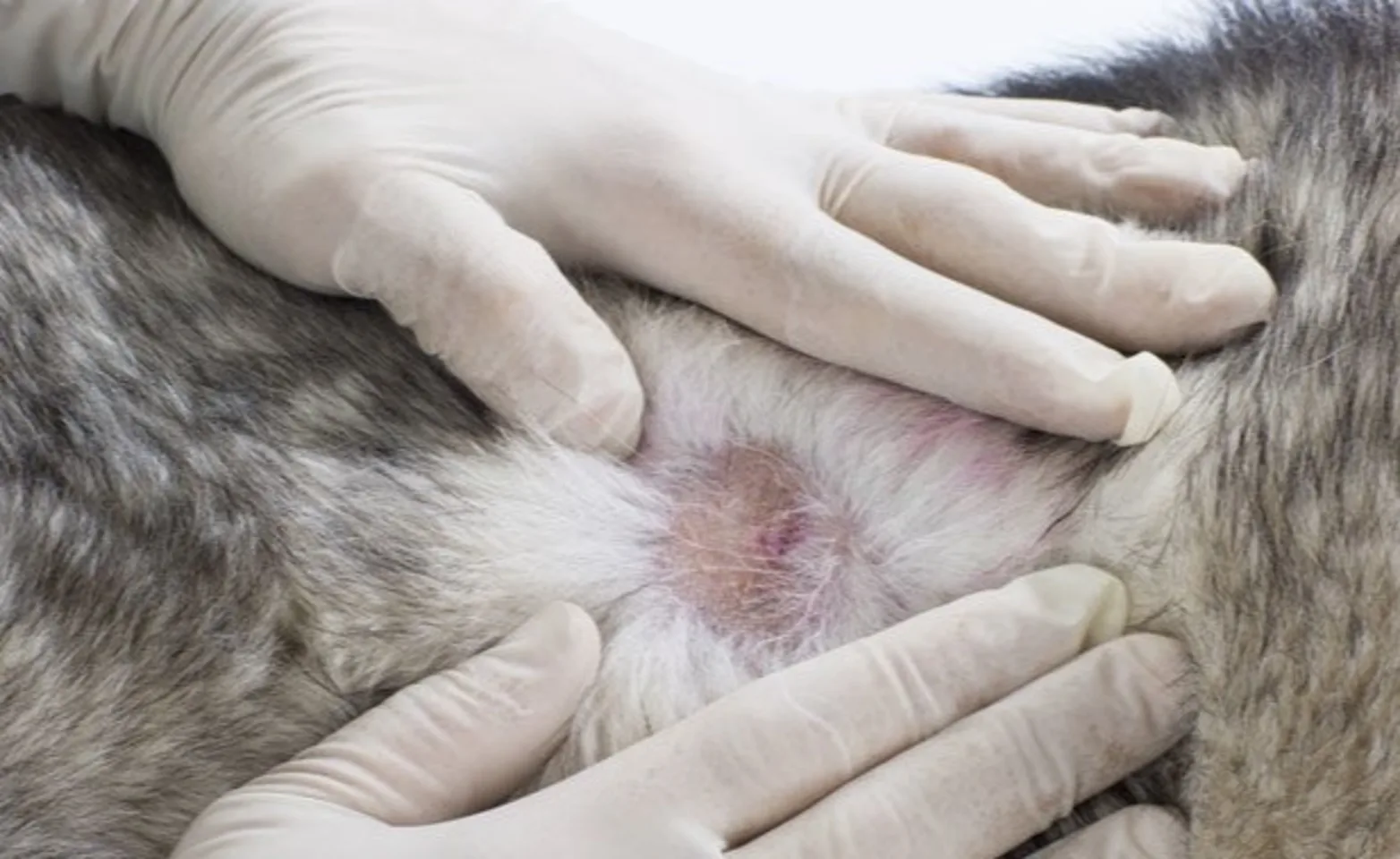 Pet's skin being examined Pet's skin being examined