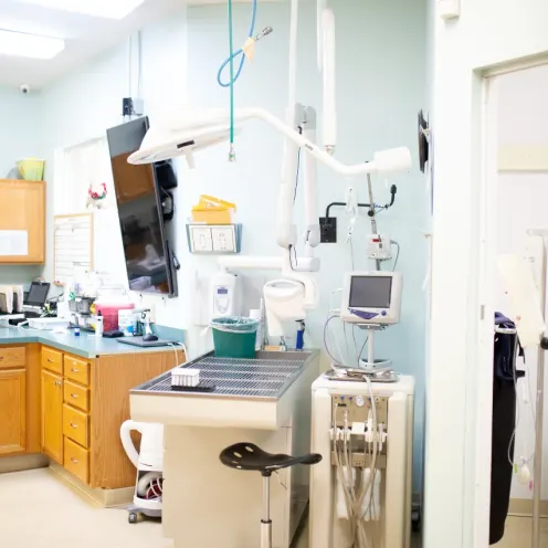 Veterinary equipment in treatment inside a room of University Animal Hospital Orlando.