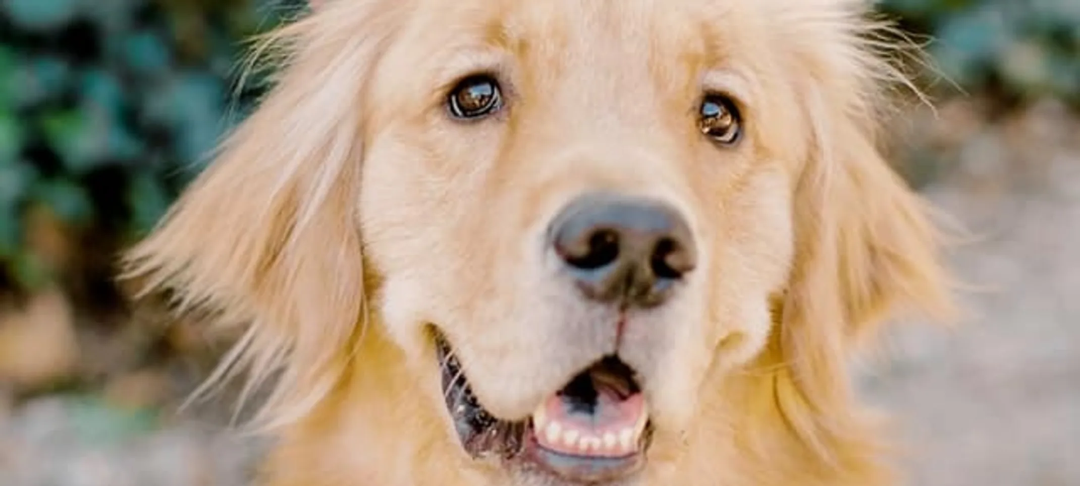 Dog smiling Dog smiling