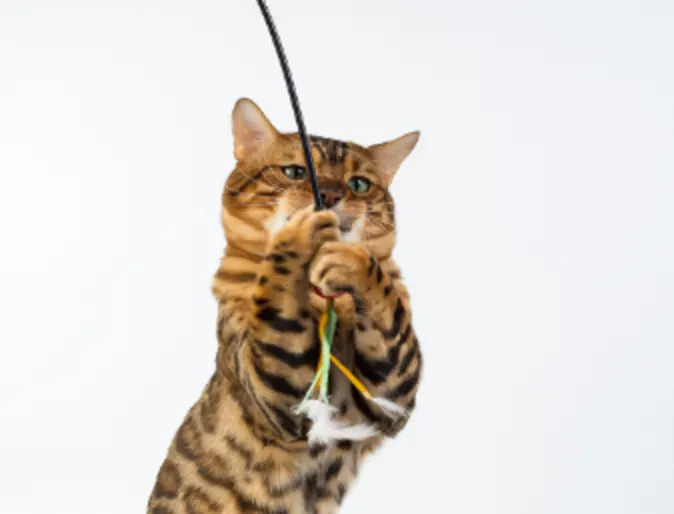 A Cat Playing with a Toy A Cat Playing with a Toy