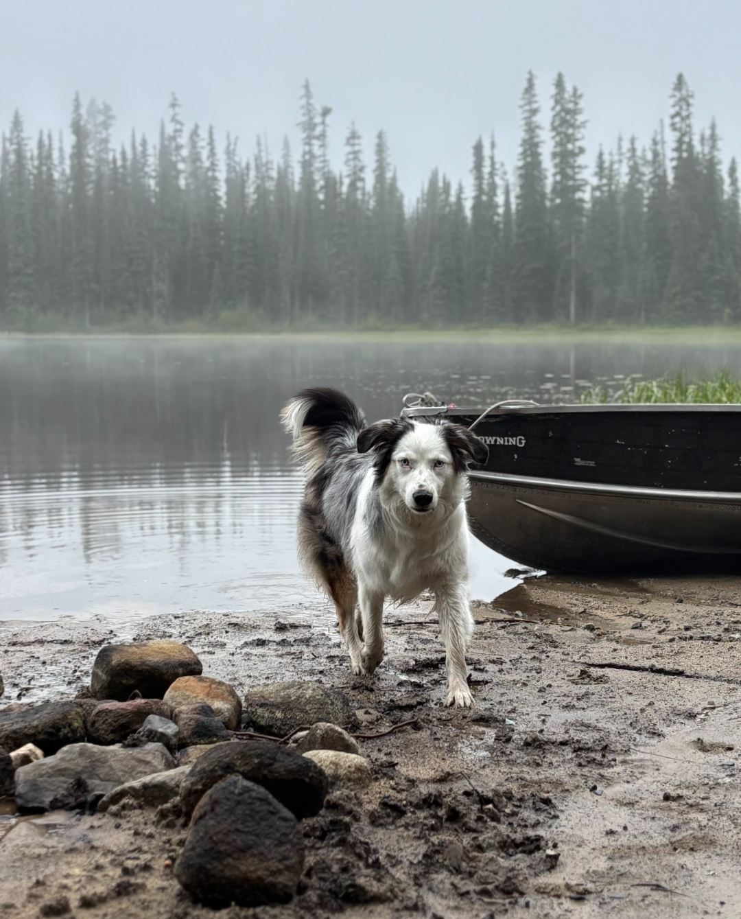 Dog running on a lake next to a boat.