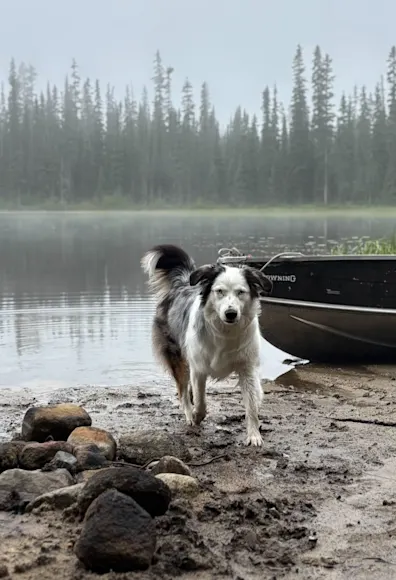 Dog running on a lake next to a boat. Dog running on a lake next to a boat.