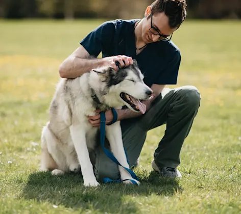 Staff member kneeling and petting a Husky dog Staff member kneeling and petting a Husky dog