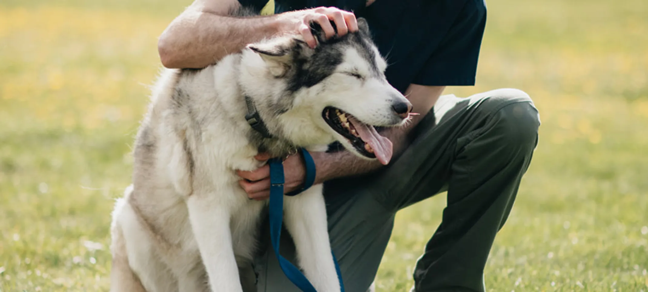 Staff member kneeling and petting a Husky dog Staff member kneeling and petting a Husky dog