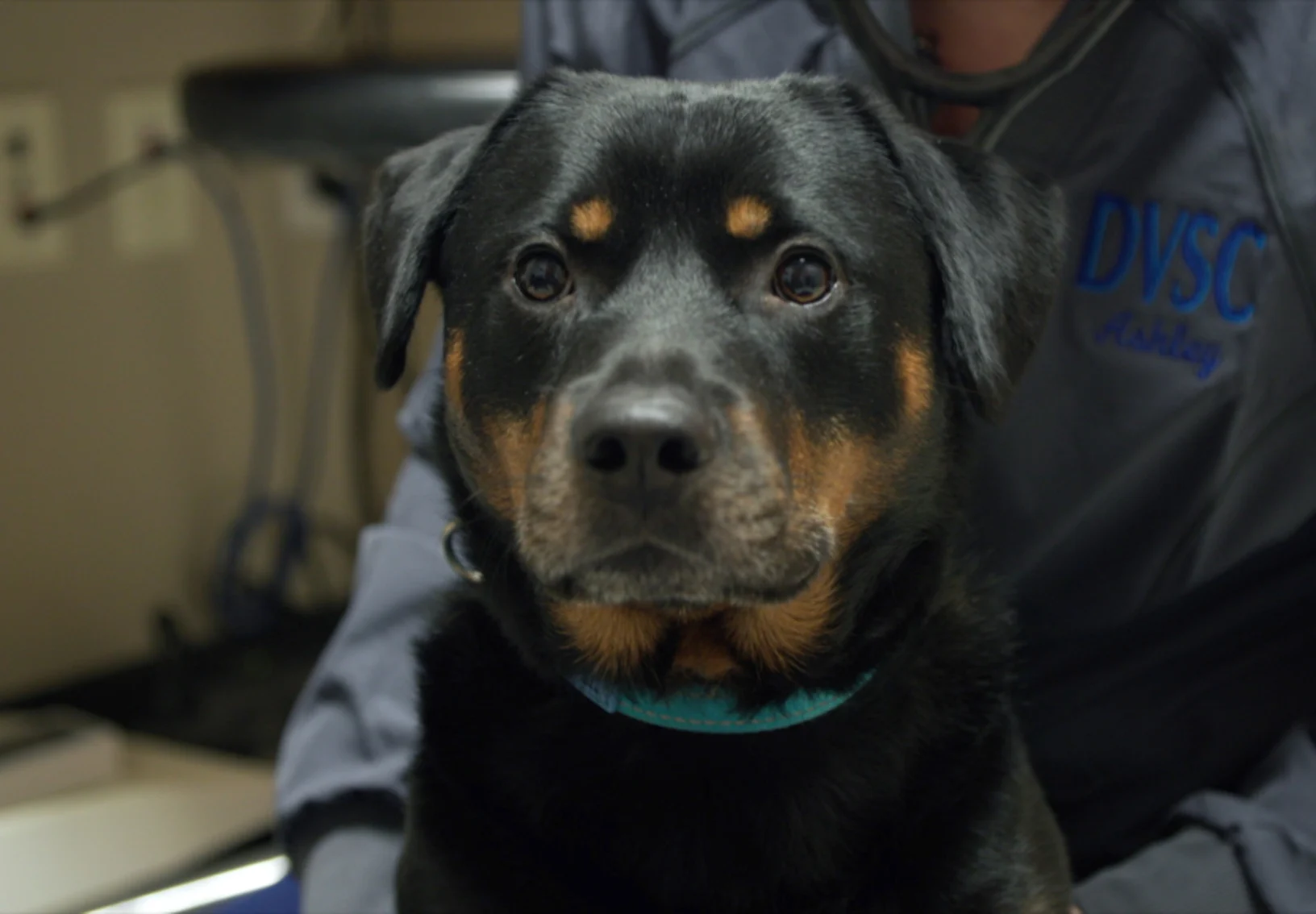 Close up of black and brown dog with DVSC staff member