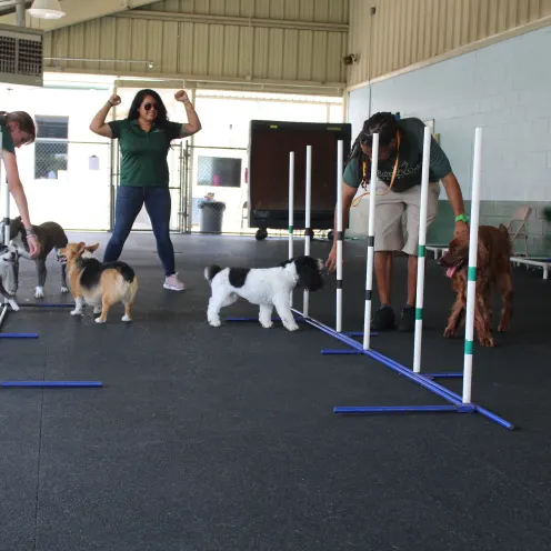 Dogs preparing to run through a training course