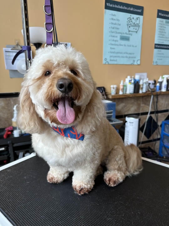 Smiling dog on grooming table