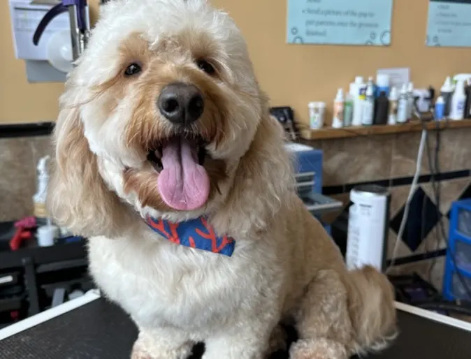 Smiling dog on grooming table Smiling dog on grooming table