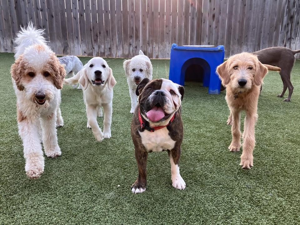 Five large dogs smiling walking towards the camera.