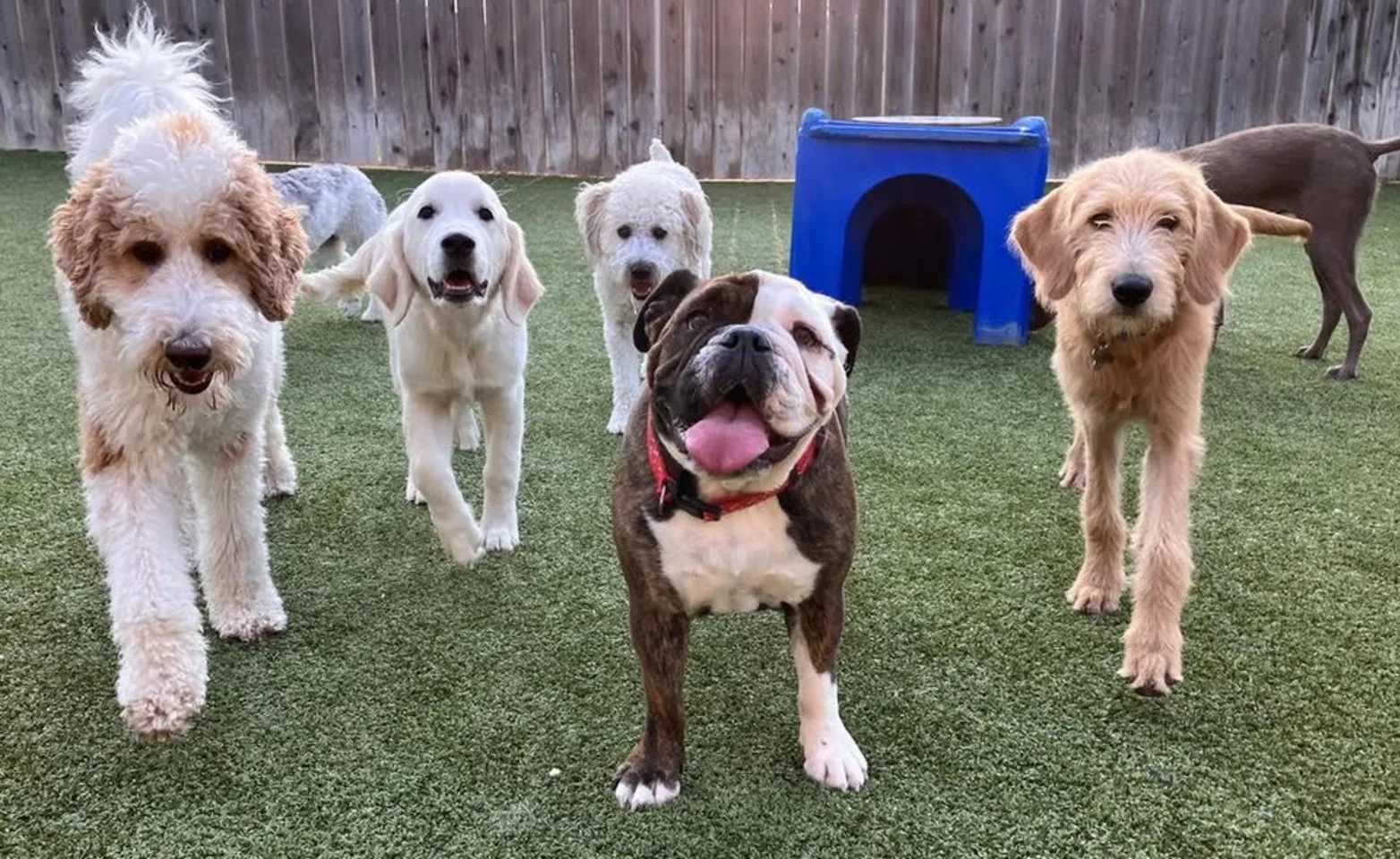 Five large dogs smiling walking towards the camera.
