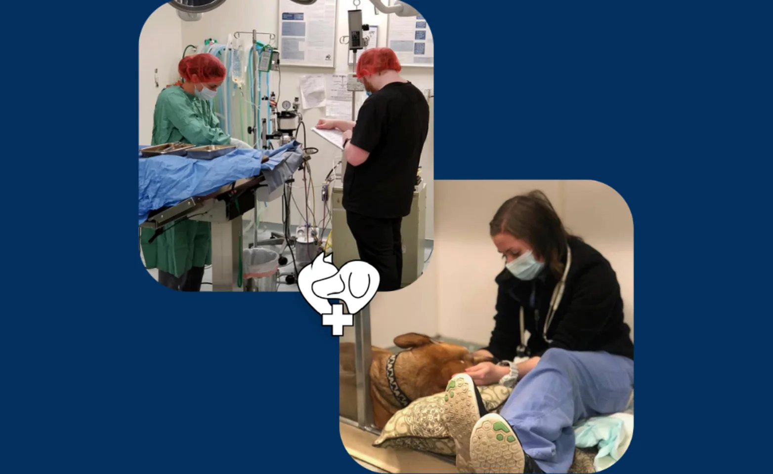 a vet tech tending to a black and a white dog on an exam table a vet tech tending to a black and a white dog on an exam table