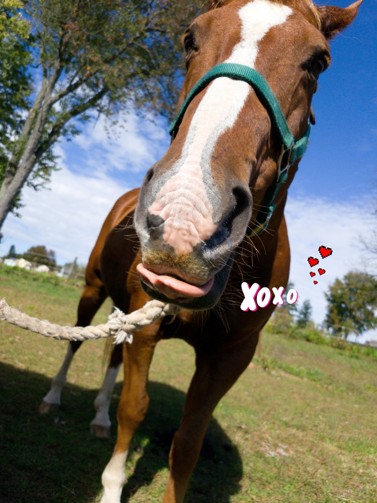 horse sticking tongue out