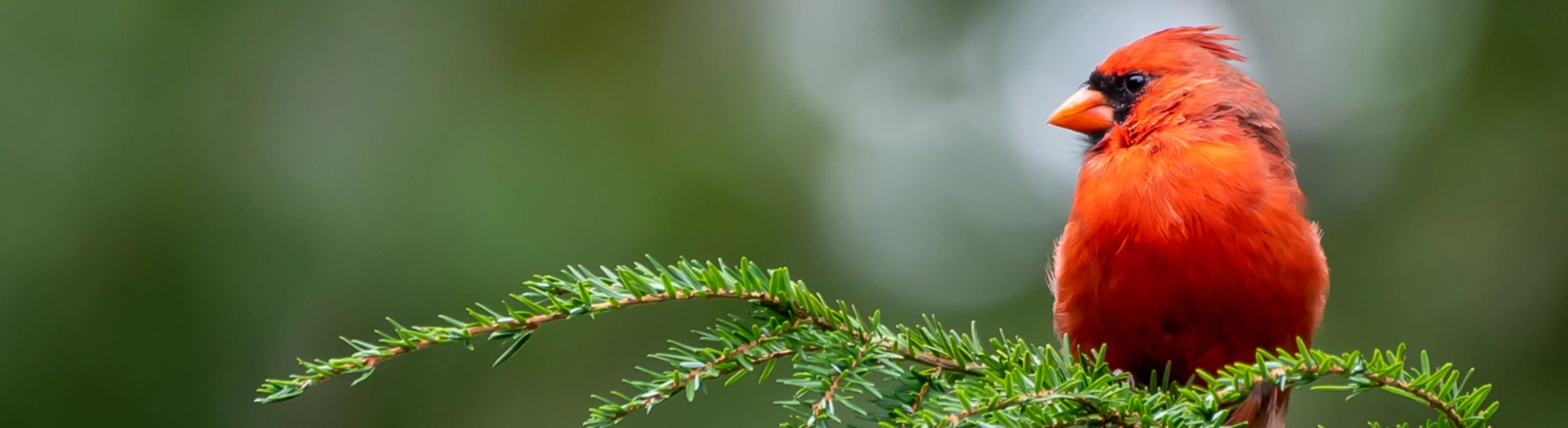 Red bird on a branch Red bird on a branch