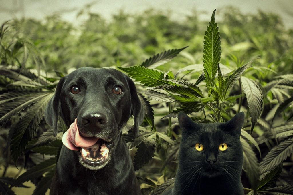 Pets with cannabis background