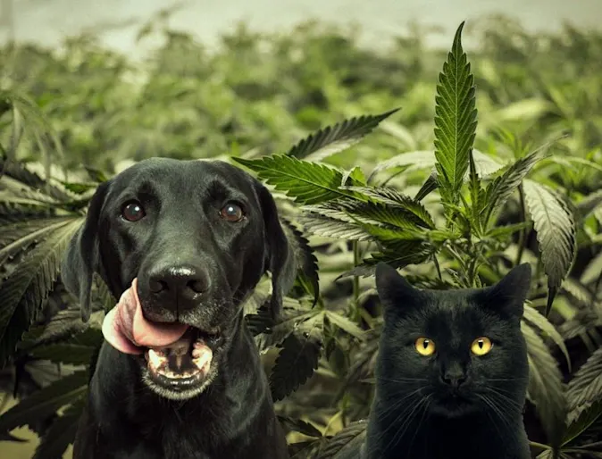 Pets with cannabis background Pets with cannabis background