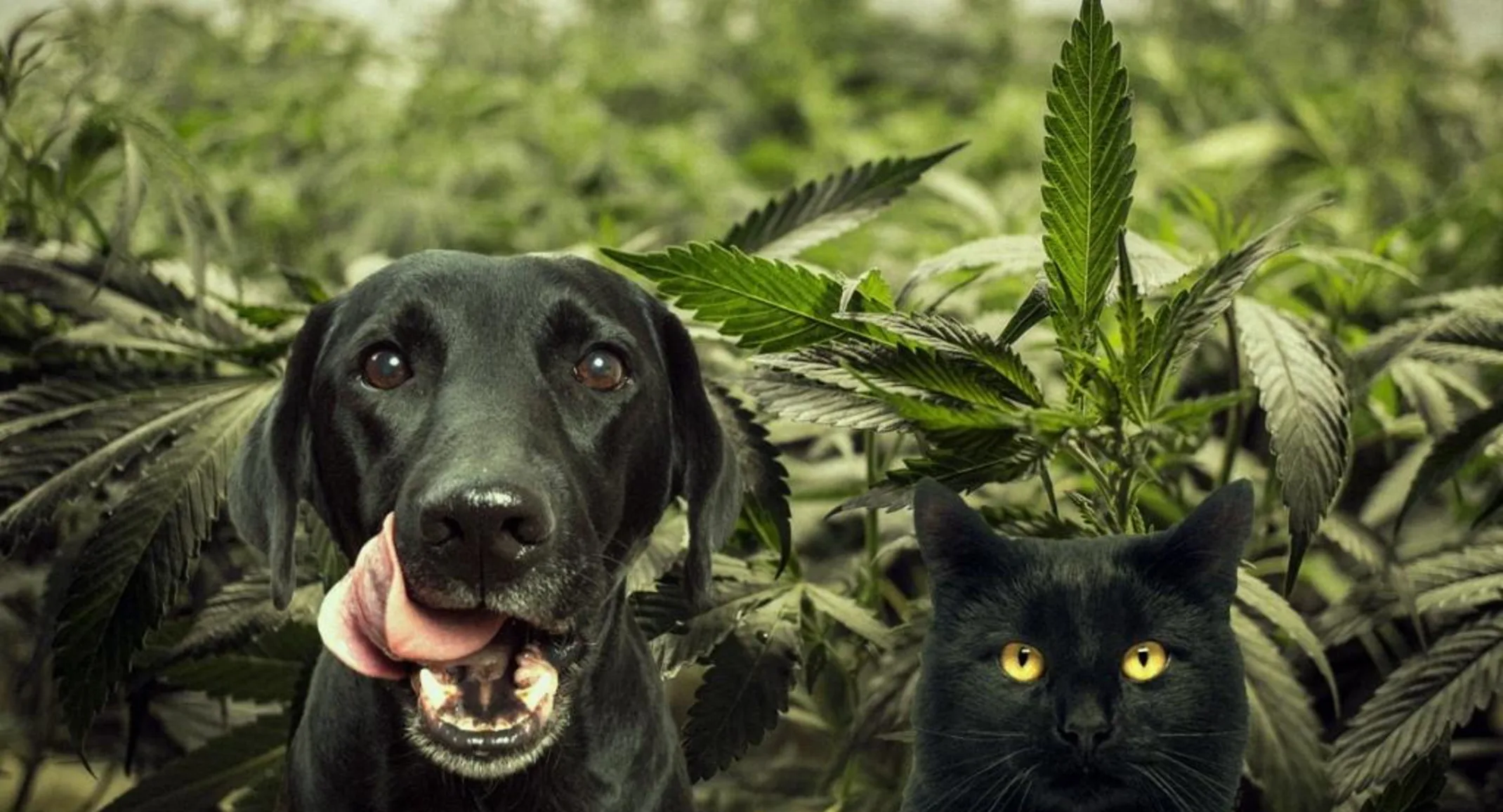 Pets with cannabis background Pets with cannabis background