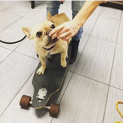 French Bulldog learning how to skateboard