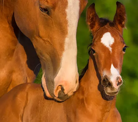 Equine Reproductive Services - Mare and Foal Equine Reproductive Services - Mare and Foal