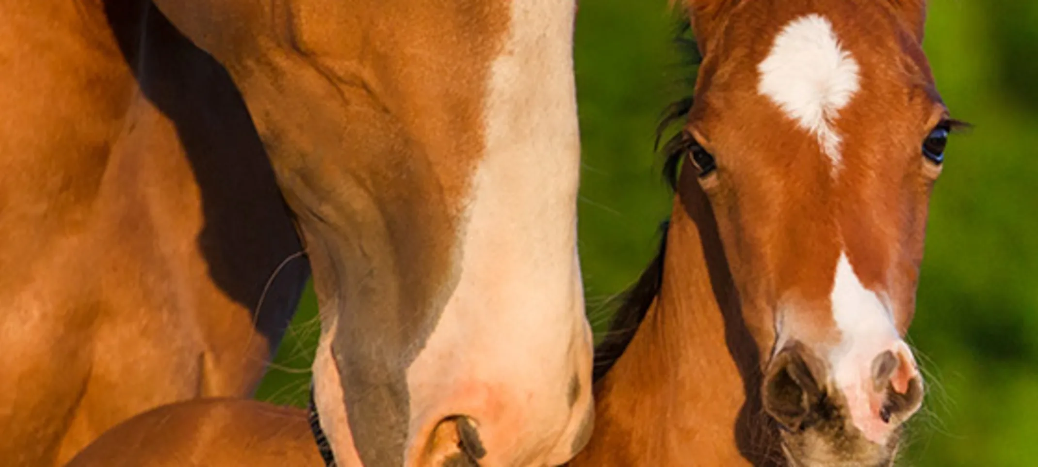 Equine Reproductive Services - Mare and Foal