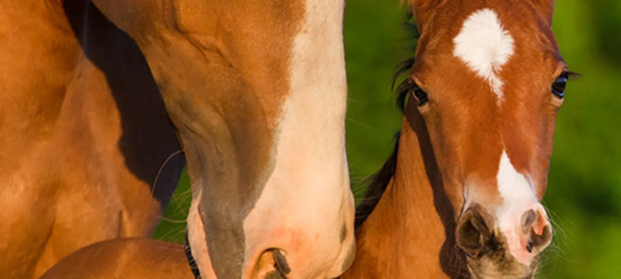 Equine Reproductive Services - Mare and Foal Equine Reproductive Services - Mare and Foal