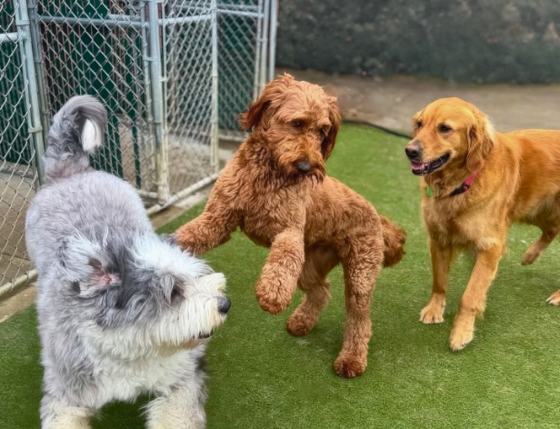 Dogs running around