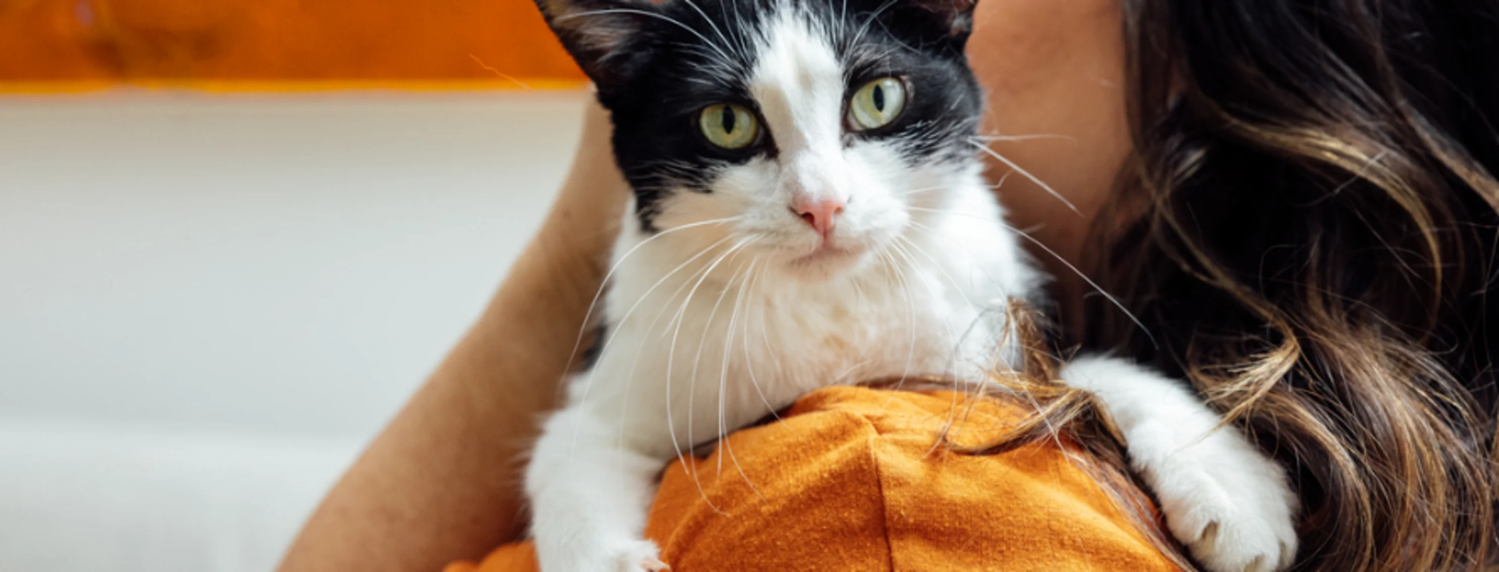 Woman Hugging B&W Cat Looking at Camera Woman Hugging B&W Cat Looking at Camera