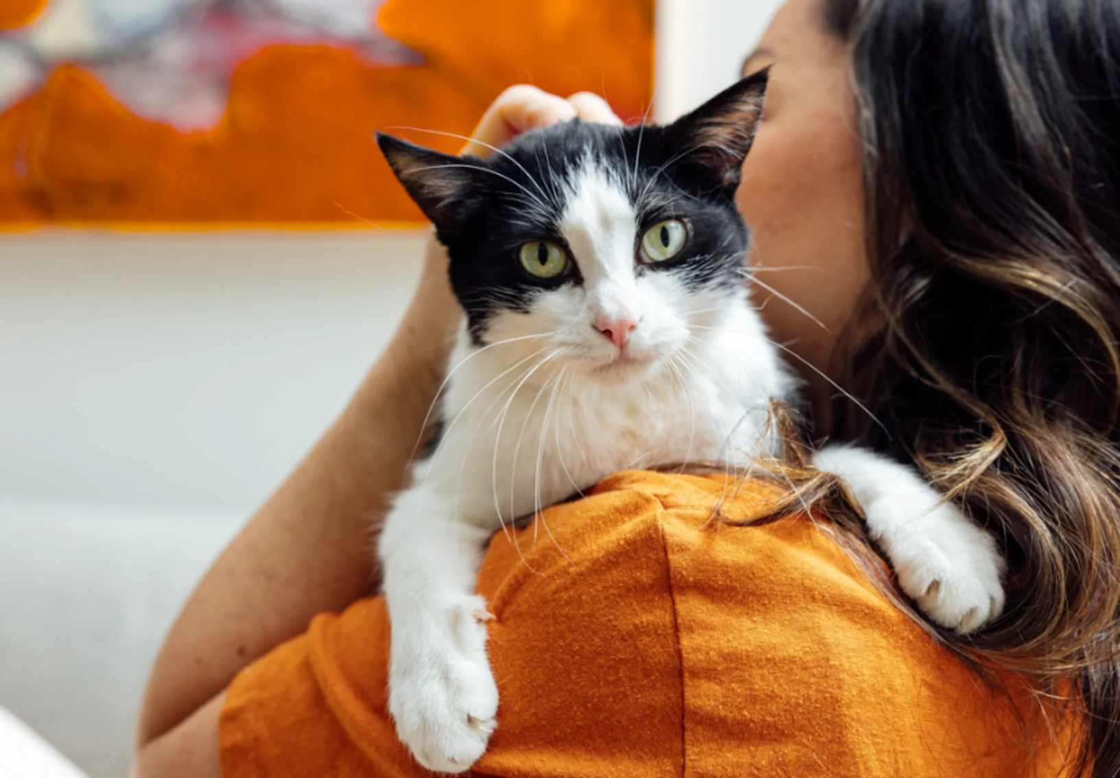 Woman Hugging B&W Cat Looking at Camera Woman Hugging B&W Cat Looking at Camera