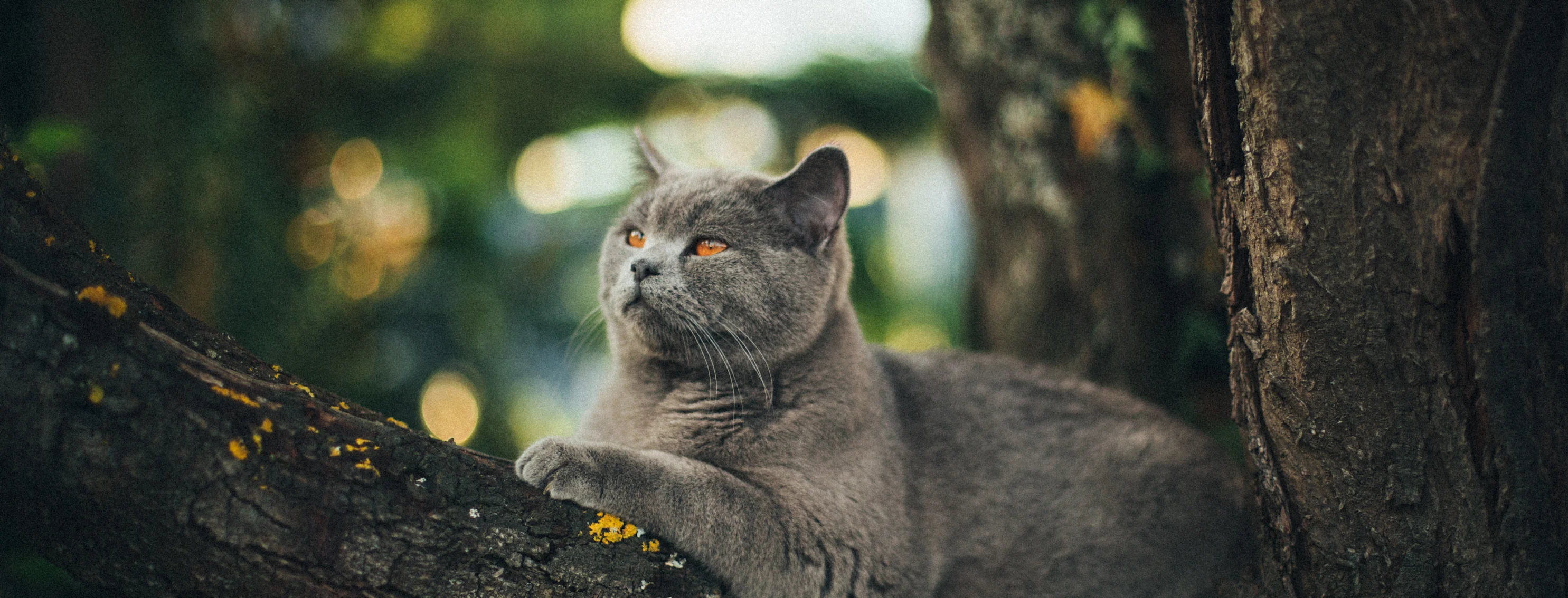 grey cat sitting in tree