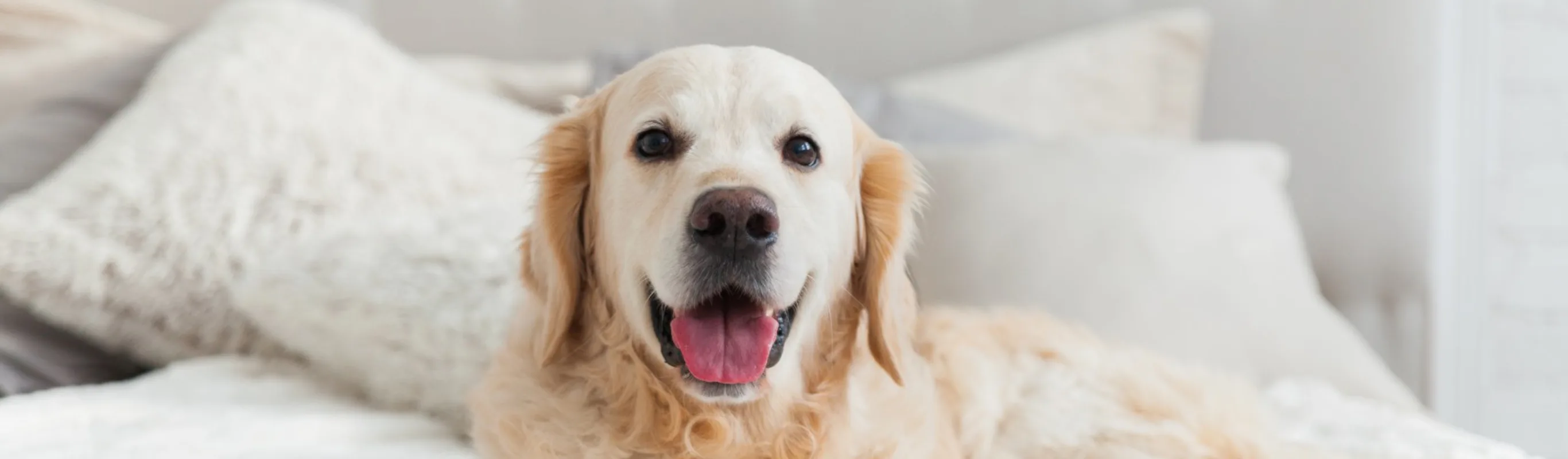 White Labrador laying on bed White Labrador laying on bed