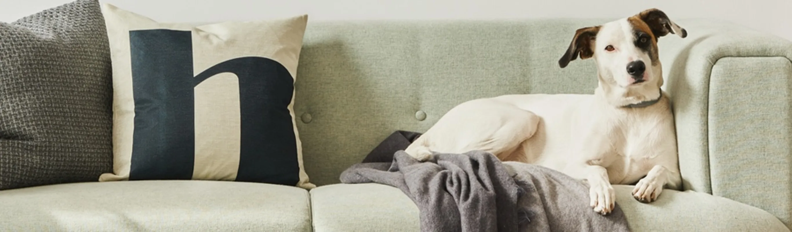 white dog sitting on green sofa white dog sitting on green sofa