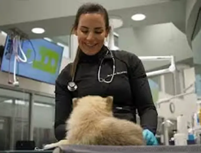 Emergency and Specialty Pet Care Emergency and Specialty Pet Care