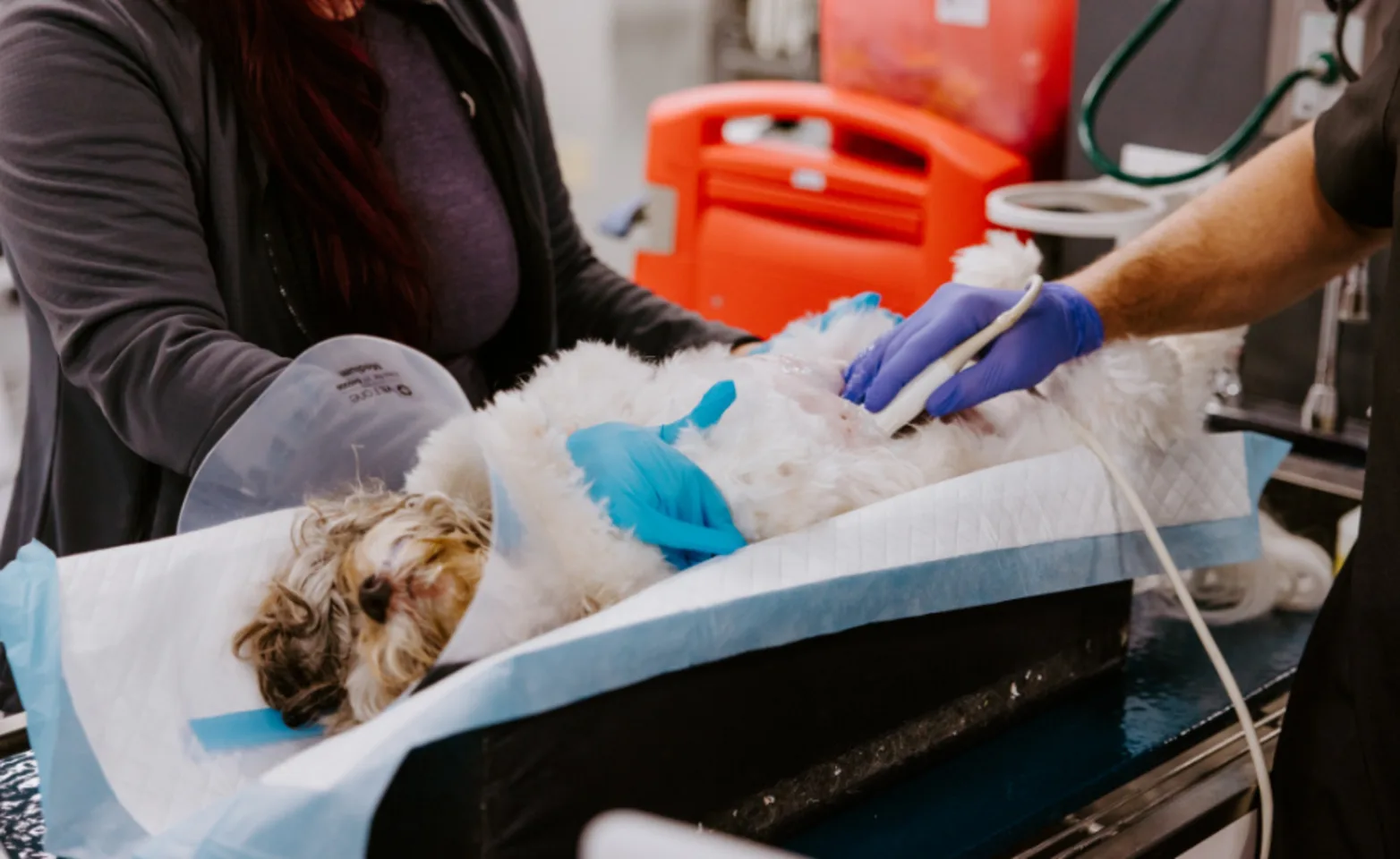 Dog receiving ultrasound Dog receiving ultrasound