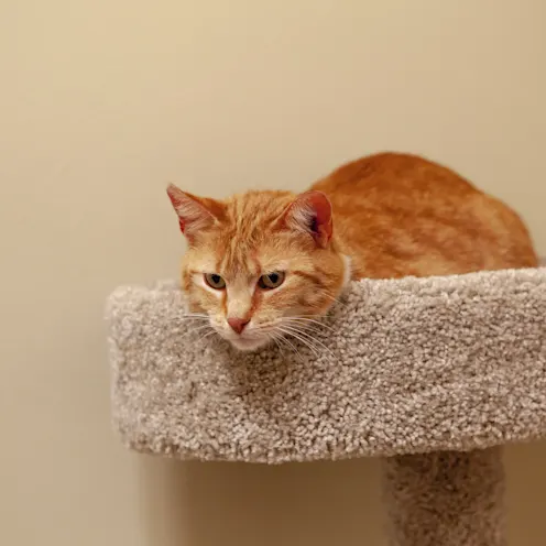 Cat Tower Close Up Cat Tower Close Up