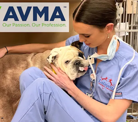 vet in scrubs holding bulldog 