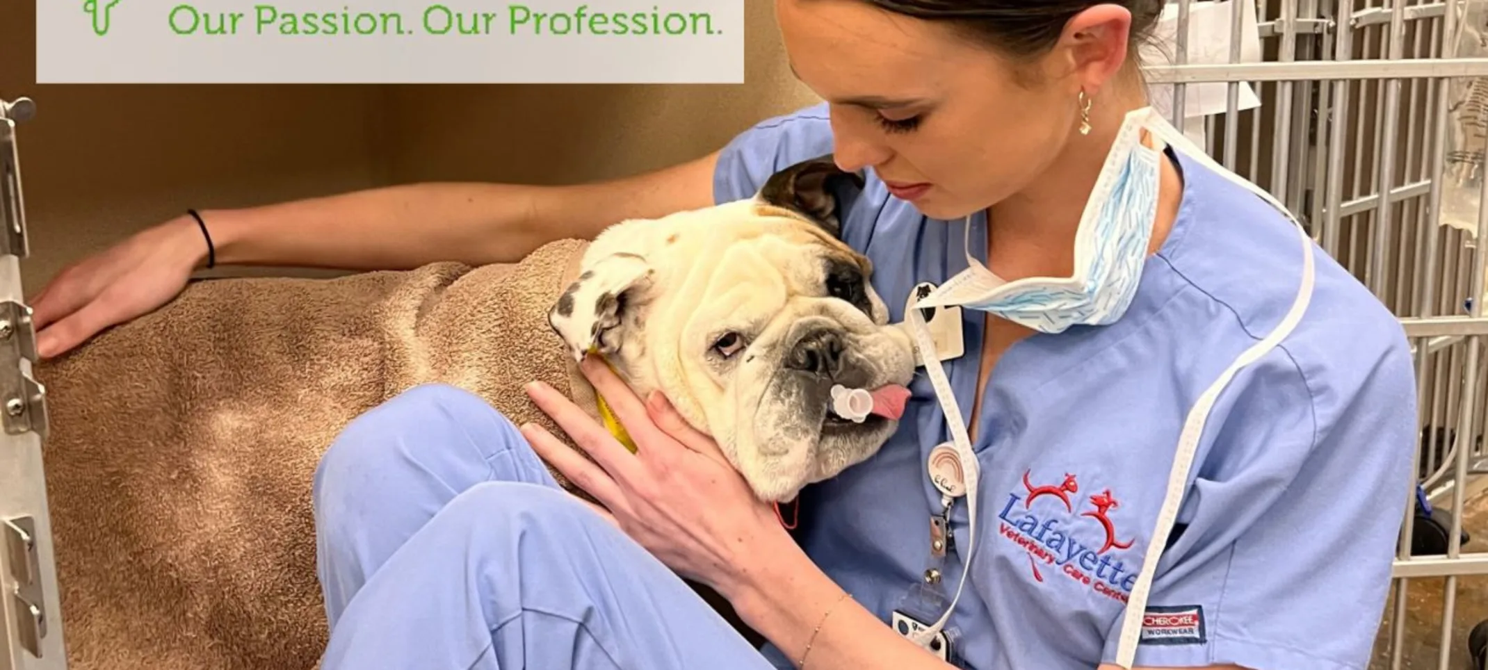 vet in scrubs holding bulldog vet in scrubs holding bulldog