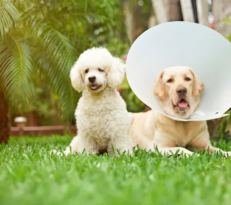 dog sitting in the grass with palm trees around dog sitting in the grass with palm trees around