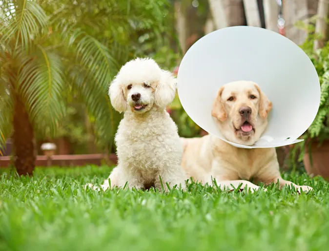 dog sitting in the grass with palm trees around dog sitting in the grass with palm trees around