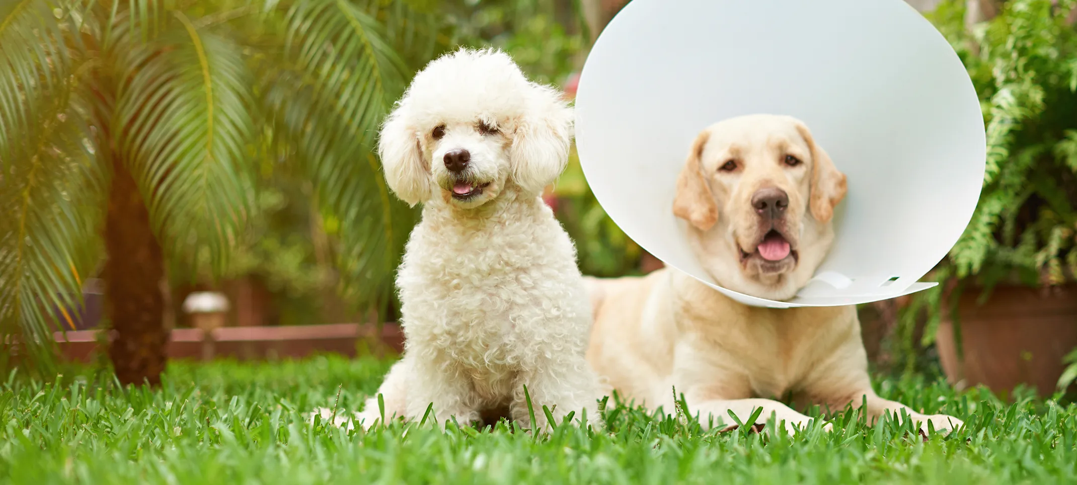 dog sitting in the grass with palm trees around dog sitting in the grass with palm trees around