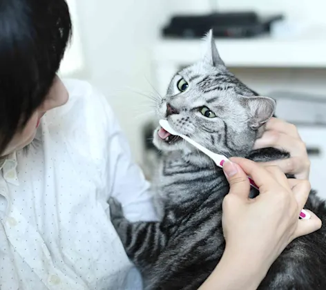 Gray and white cat getting it's teeth brushed by a vet. Gray and white cat getting it's teeth brushed by a vet.