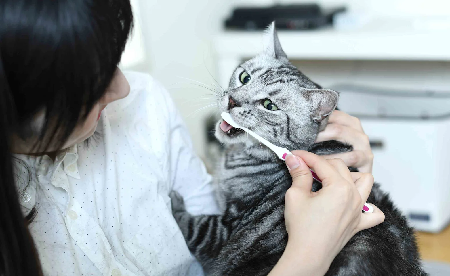 Gray and white cat getting it's teeth brushed by a vet. Gray and white cat getting it's teeth brushed by a vet.