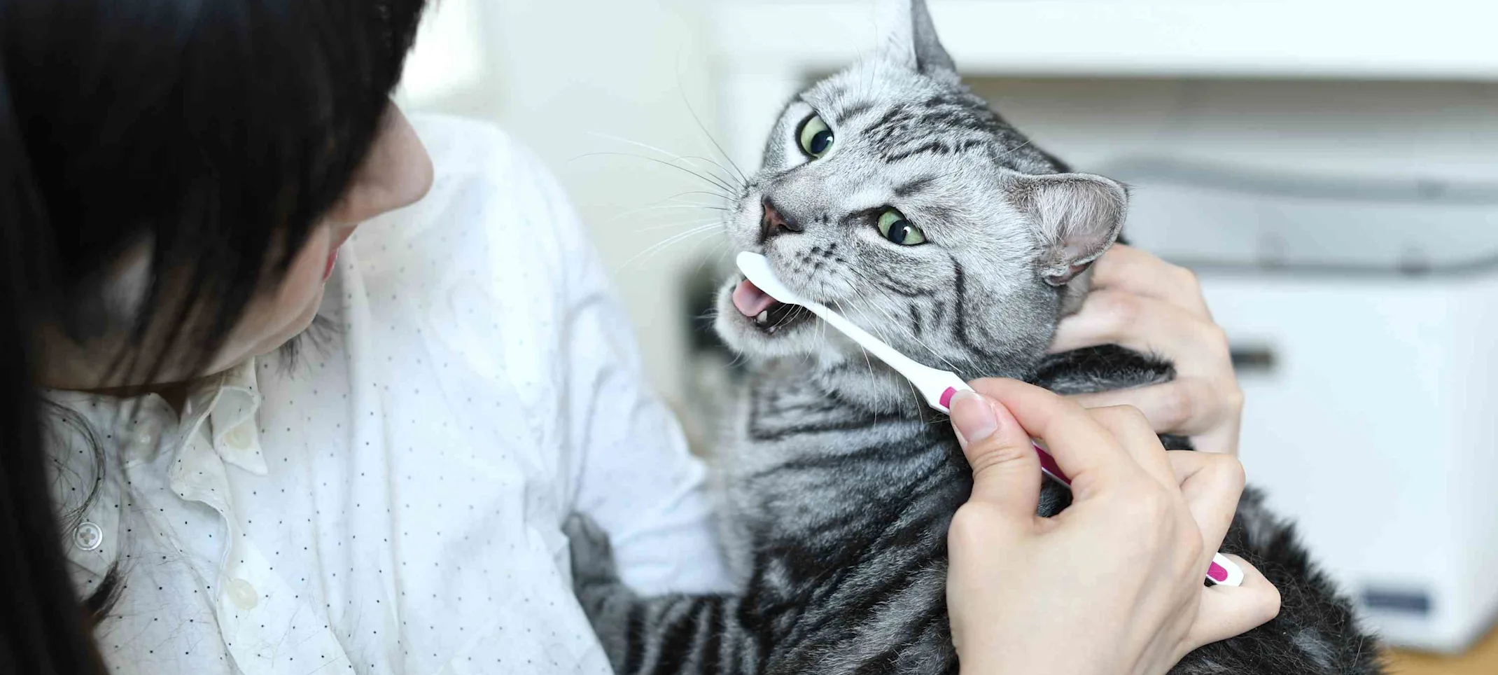 Gray and white cat getting it's teeth brushed by a vet. Gray and white cat getting it's teeth brushed by a vet.