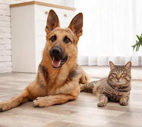 dog and cat laying on the floor together 