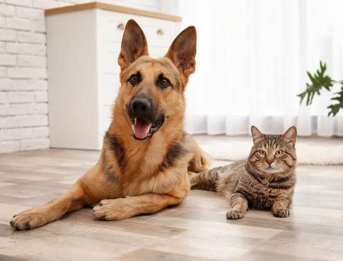 dog and cat laying on the floor together 