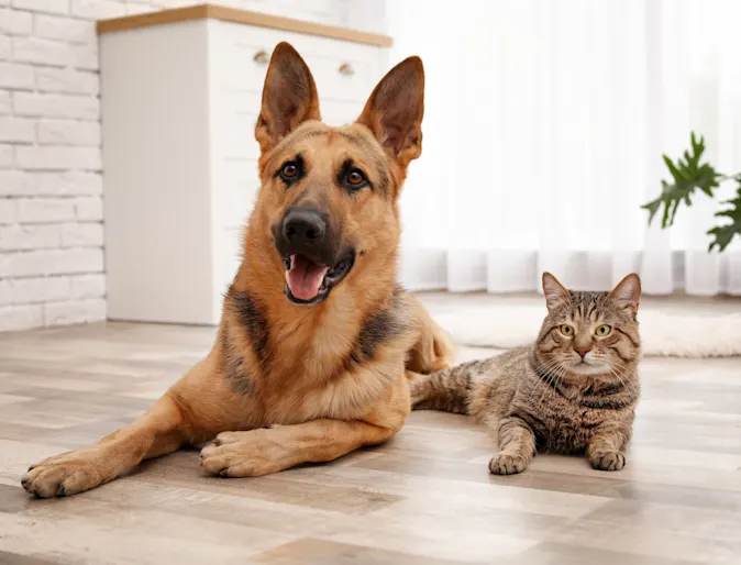 dog and cat laying on the floor together 