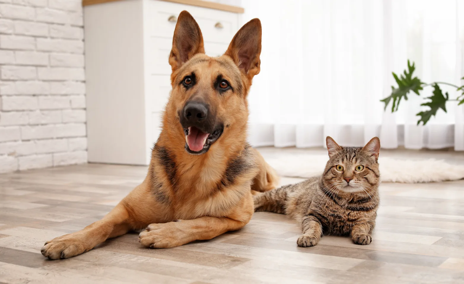 dog and cat laying on the floor together 