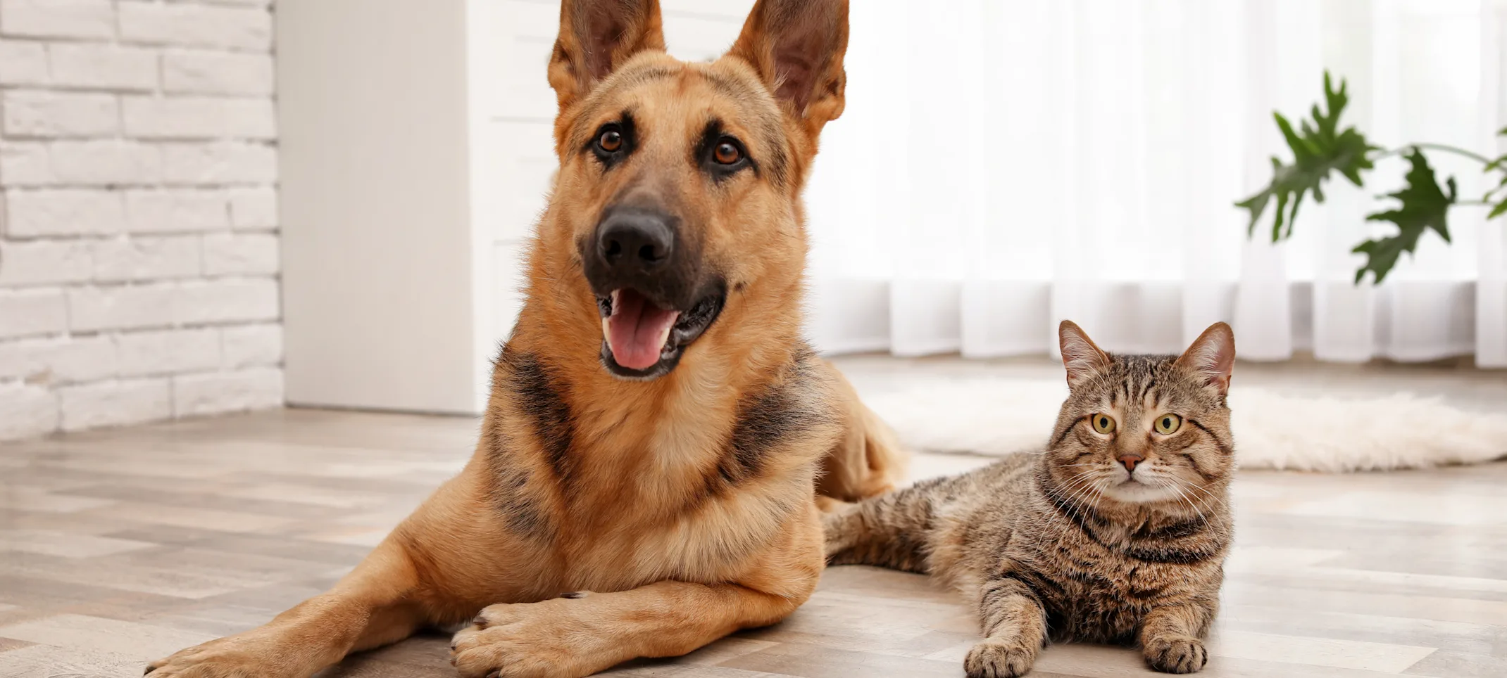 dog and cat laying on the floor together 