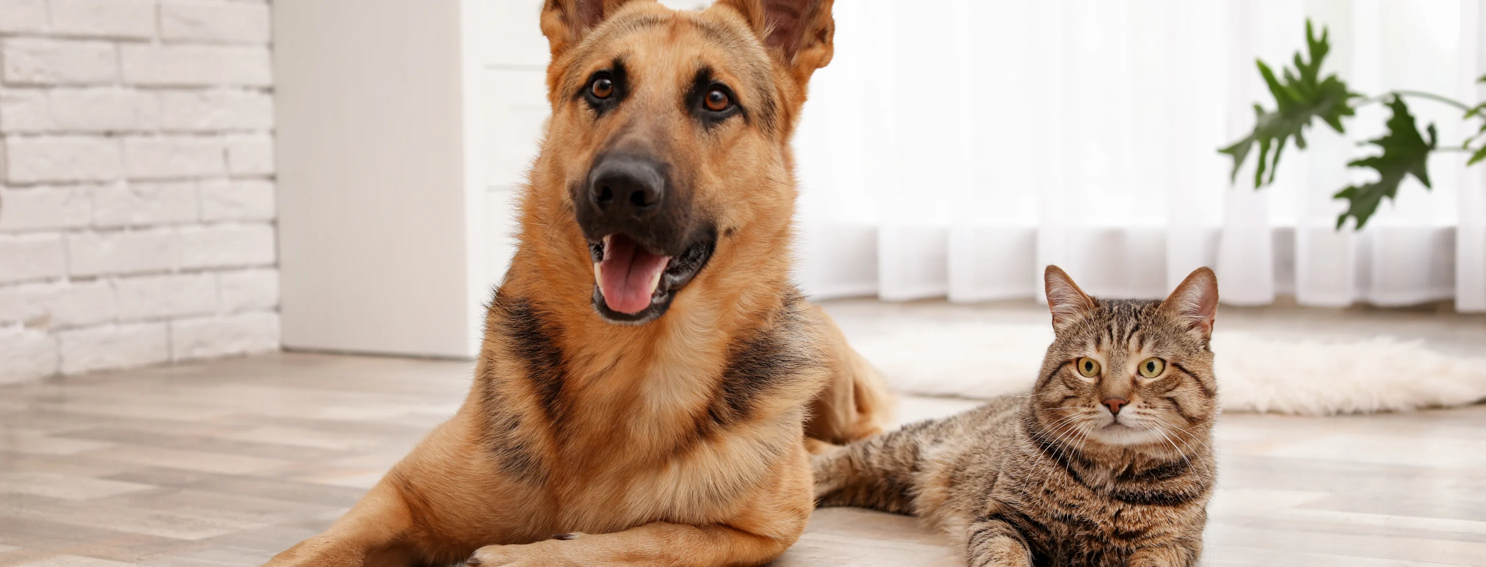 dog and cat laying on the floor together 