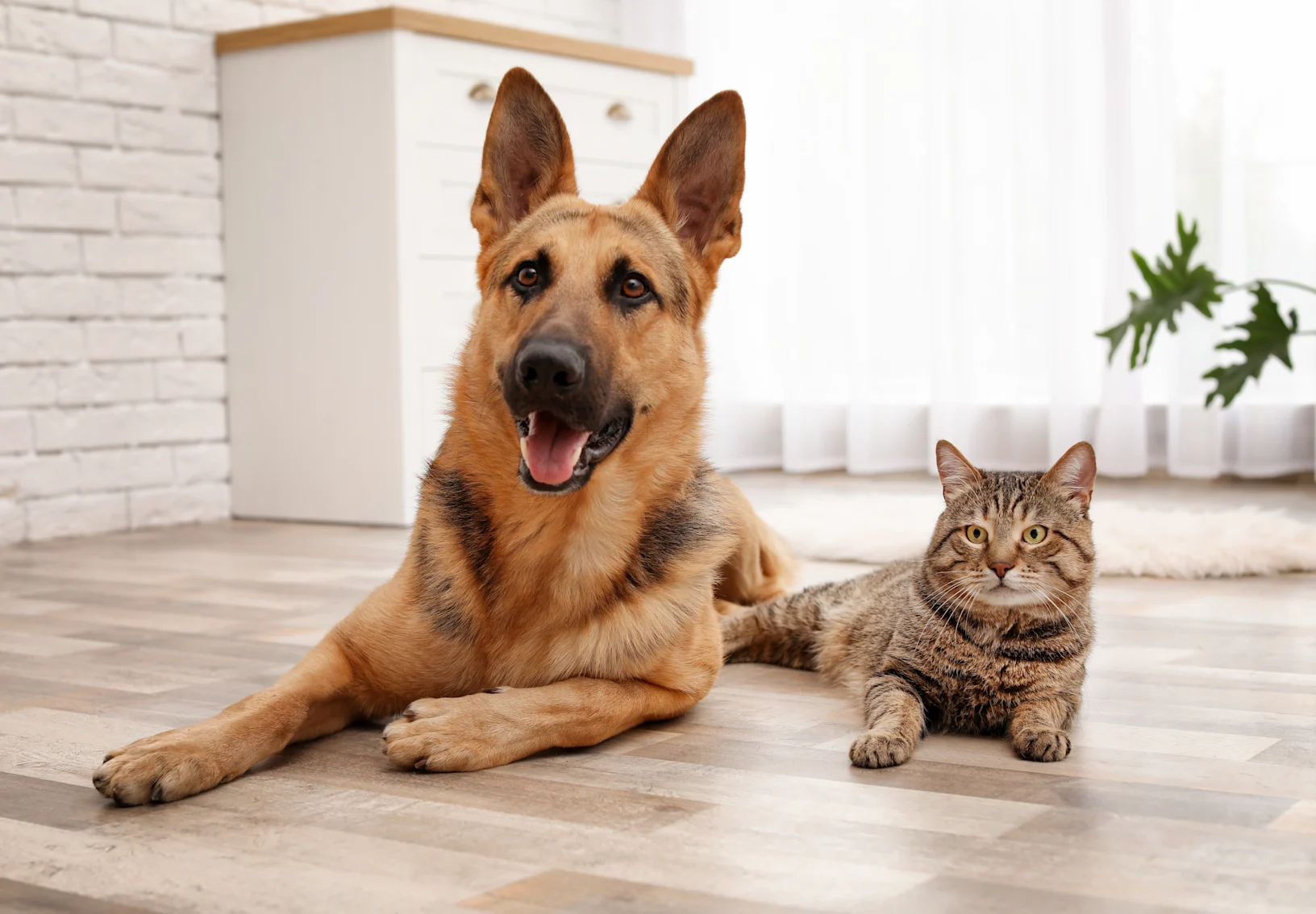 dog and cat laying on the floor together dog and cat laying on the floor together