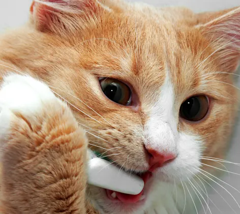 Cat brushing teeth