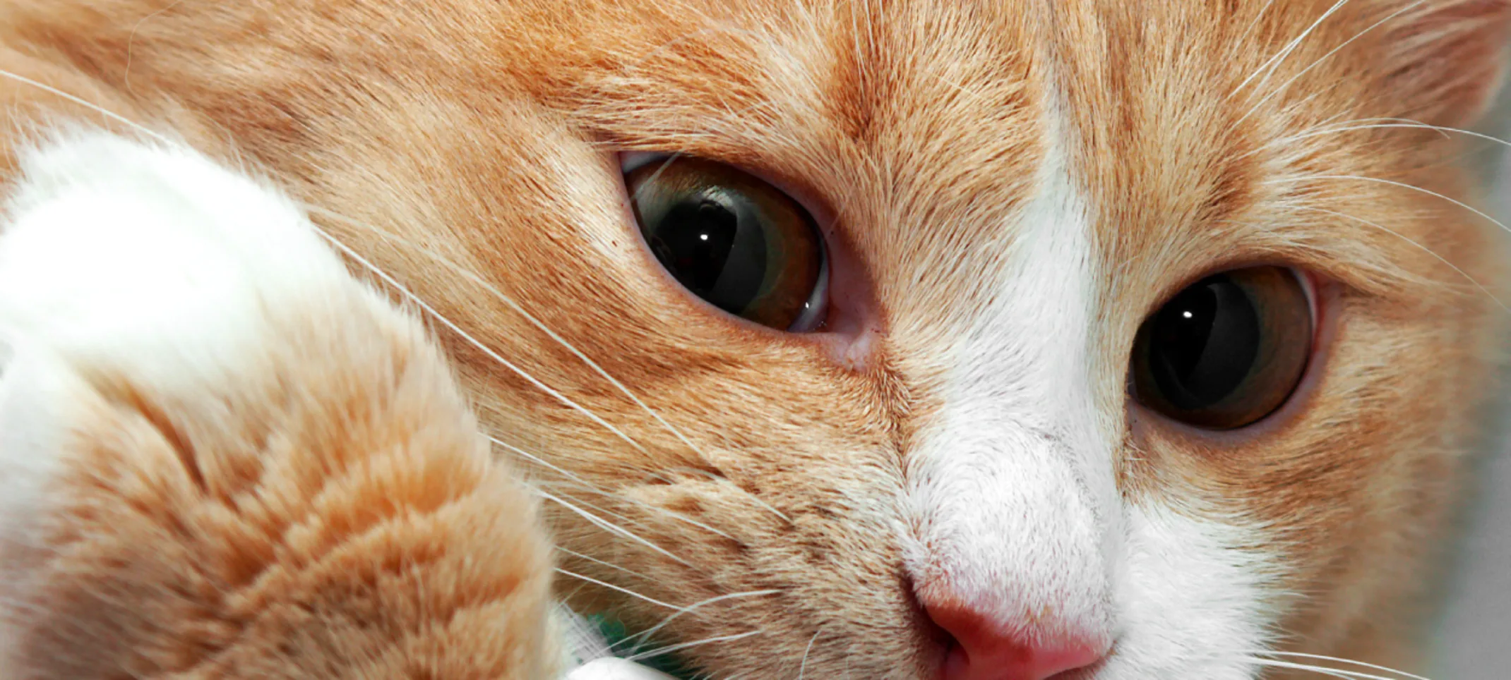 Cat brushing teeth